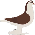 pigeonlahore random