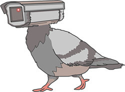 pigeon gov random