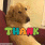 thank dog random