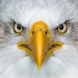 eagle eye random