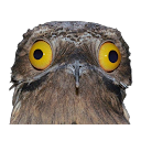 potoo random