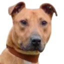 a close up of a dog wearing a collar