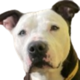 a close up of a dog wearing a collar