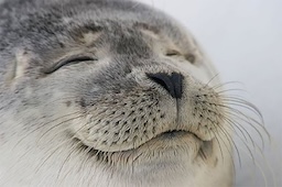 a close up of a seal with its eyes closed