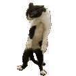 fight cat mirrored random
