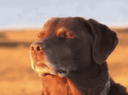 cooked dog random