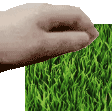 grass pet pet random