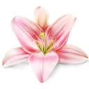 a pink flower on a black background