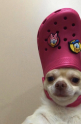 croc dog random