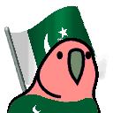 pakistani parrot random