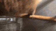 monke spin random