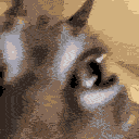 a close up of a dog's face with a blurry background