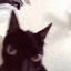 a blurry photo of a black cat looking at the camera