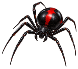 a red and black spider on a black background