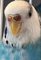 budgie random