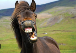come to horsey random
