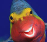funny happy fish random
