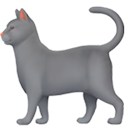 grey cat random