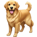goldenretriever random