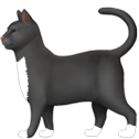 tuxedo cat random