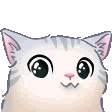 a close up of a cat with big eyes
