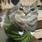 cat on watermelon random