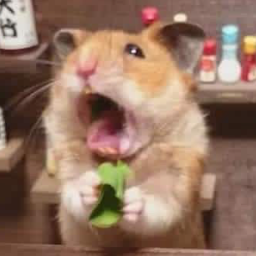 hamster meme random
