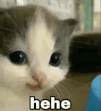 kitcat random