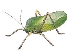a close up of a green insect on a black background