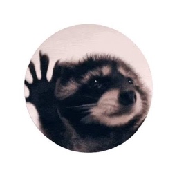 pedro raccoon random